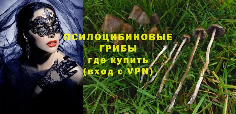 купить наркоту  Барнаул  Галлюциногенные грибы Cubensis 